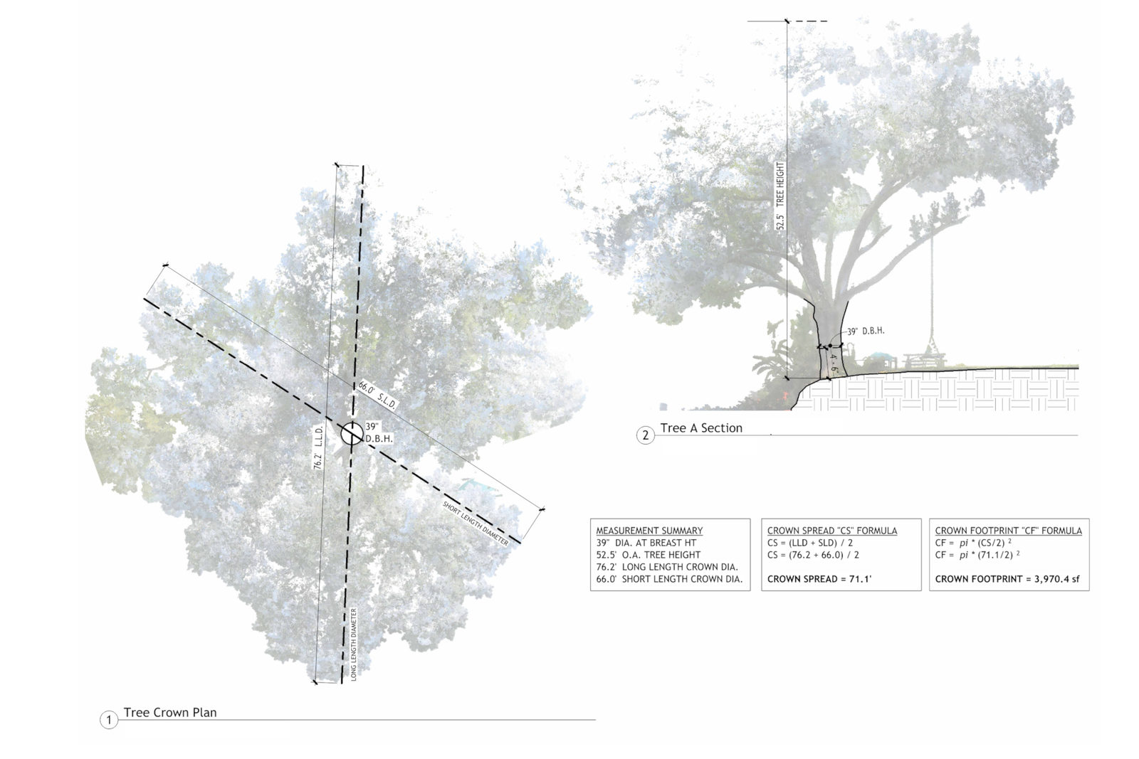 Tree geometry diagram showing measured canopy and sectional relationships.